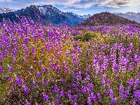 Góry, Stany Zjednoczone, Mount Withney, Łubin, Alabama Hills, Kalifornia, Kwiaty