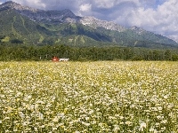 Góry, Pole, Stokrotek, Kolumbia Brytyjska