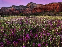 Arizona, Łąka, Kwiaty, Góry, Stany Zjednoczone, Sedona