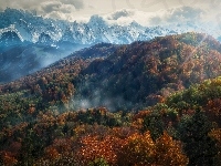 Góry, Las