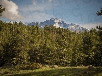 Góry, Las