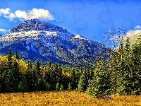 Góry, Las