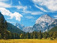 Las, Góry, Łąka