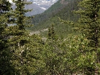 Las, Góry, Drzewa