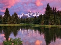 Park Narodowy Grand Teton, Drzewa, Stany Zjednoczone, Stan Wyoming, Rzeka Snake River