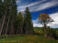 Las, Góry, Zbocze