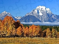 Śnieg, Mgła, Ośnieżone, Góry, Las