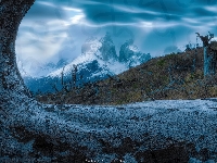 Drzewo, Park Narodowy Torres del Paine, Chile, Góry