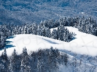 Śnieg, Góry, Świerki