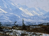 Góry, Alaska, Renifer, Ośnieżone, Zima