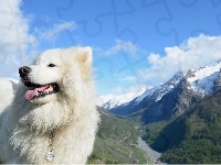 Góry, Biały, Pies, Niebo