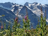 Polne, Góry, Kwiaty
