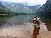 Góry, Woda, Siberian Husky