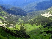 Góry, Sosny