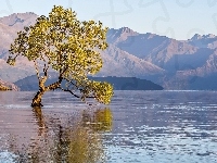 Góry, Nowa Zelandia, Jezioro Wanaka, Drzewo