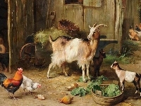 Gospodarstwo, Koza, Kury, Edgar Hunt