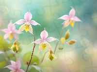 Grafika, Kwiaty, Epimedium