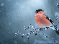 Ptak, Oszroniona, Gil, Grafika AI, Gałązka