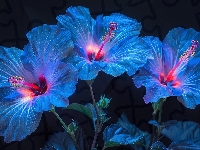Hibiskusy, Kwiaty, Niebieskie, Grafika