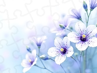 Grafika, Kwiaty, Jasnoliliowe