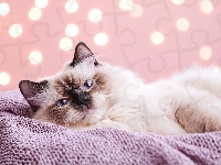 Koc, Kot, Ragdoll, Grafika