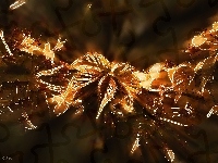 Komputerowa, Grafika, Fractalius