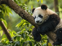 Konar, Panda, Drzewo, Grafika