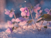 Różowe, Zima, Fiołki, Grafika AI, Kwiaty