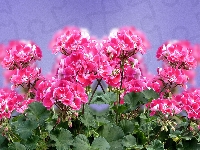 Grafika, Pelargonie, Kwiaty