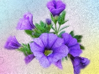 Grafika, Petunia, Kwiaty