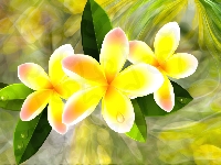 Grafika, Plumeria, Kwiaty