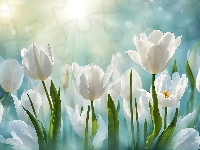 Kwiaty, Białe, Tulipany, Grafika