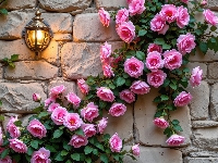 Róże, Ściana, Kwiaty, Grafika AI, Lampa