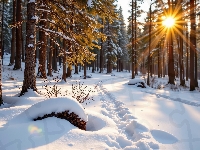 Zima, Drzewa, Las, Grafika AI, Promienie słońca