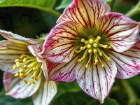 Kwiaty, Pręciki, Ciemierniki, Grafika AI, Liście