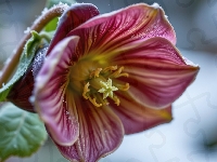 Kwiat, Ciemiernik, Rozkwitnięty, Grafika AI, Liście