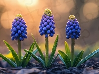 Niebieskie, Kwiaty, Szafirki, Grafika AI, Listki