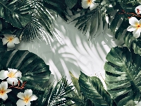 Światło, Plumeria, Monstera, Grafika, Liście, Kwiaty, Cień
