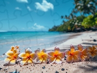 Plumeria, Plaża, Kwiaty, Grafika Kwiat, Morze