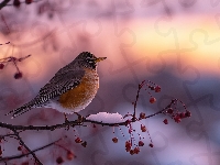 Ptak, Suche, Gałązka, Grafika AI, Owoce