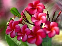 Plumeria, Czerwone, Kwiaty, Grafika