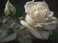 Róża, Kwiat, Biała, Grafika