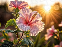 Hibiskus, Liście, Kwiat, Grafika, Promienie słońca