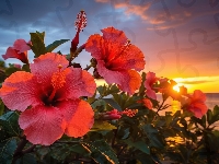 Hibiskusy, Morze, Kwiaty, Grafika, Zachód słońca