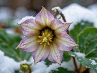 Ciemiernik, Liście, Kwiat, Grafika AI, Śnieg