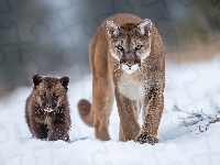 Puma, Zima, Niedźwiadek, Grafika AI, Śnieg