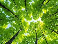 Wierzchołki, Zielone, Drzewa, Grafika