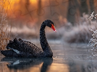 Czarny, Staw, Łabędź, Grafika AI, Zarośla