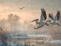 Dwa, Lot, Pelikany, Grafika AI, Zima