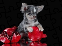 Owoce, Chihuahua, Pies, Granat